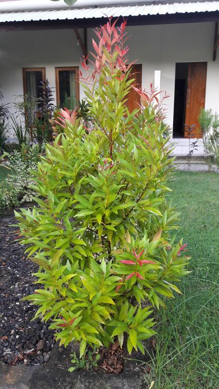 Herry Homestay Kuta  Kültér fotó